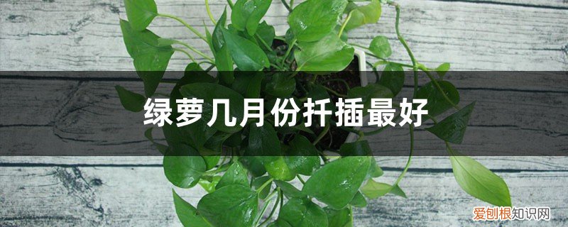 绿萝几月份扦插最好养 绿萝几月份扦插最好