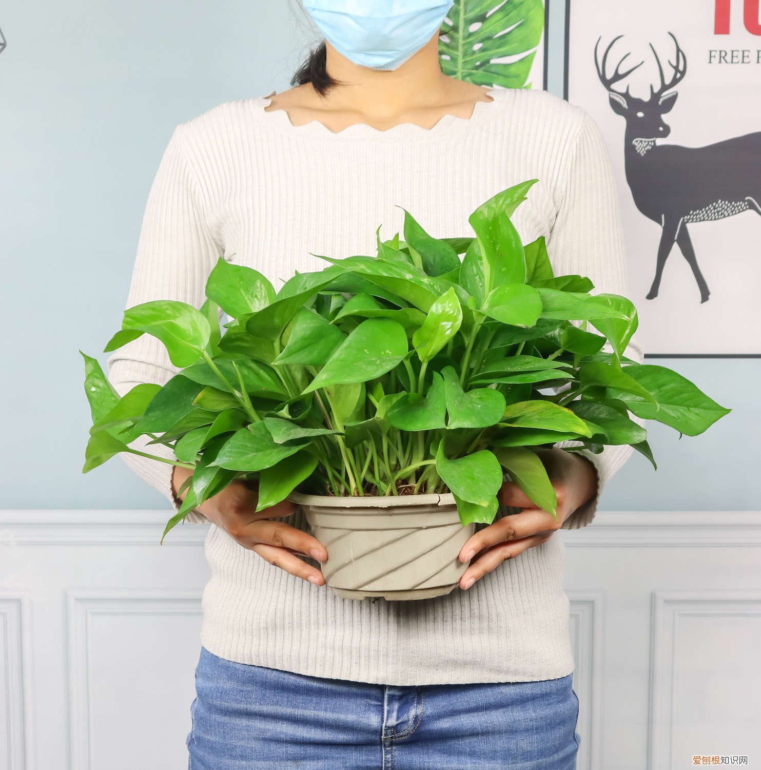 绿萝几月份扦插最好养 绿萝几月份扦插最好