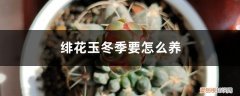 绯花玉的养殖方法是什么 绯花玉冬季要怎么养