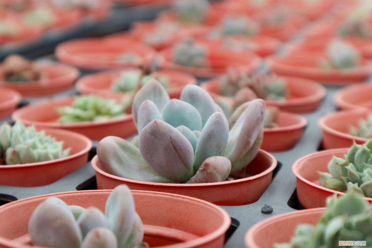 明镜多肉能长多大 多肉明镜怎么养