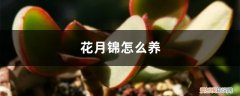 多肉花月锦怎么养 花月锦怎么养