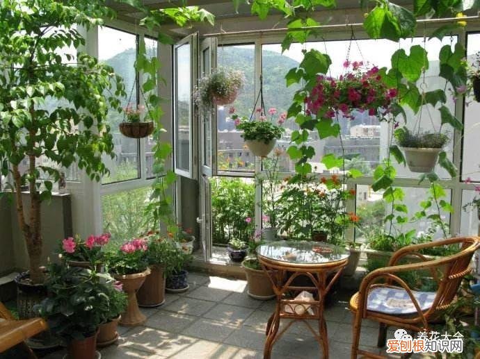 盆栽花卉养护方法，50种常见花卉的养护方法，从此养花不发愁！