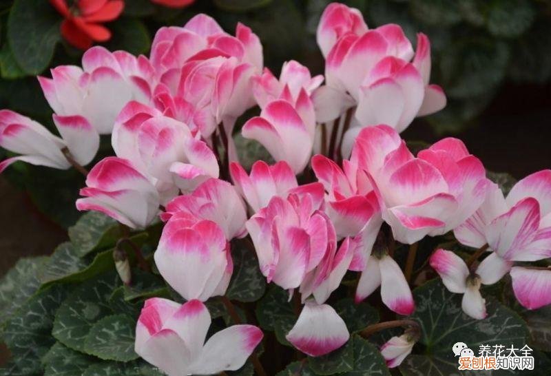 盆栽花卉养护方法，50种常见花卉的养护方法，从此养花不发愁！
