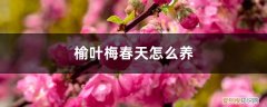 榆叶梅养植方法 榆叶梅春天怎么养