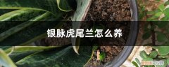 银脉虎尾兰怎么养