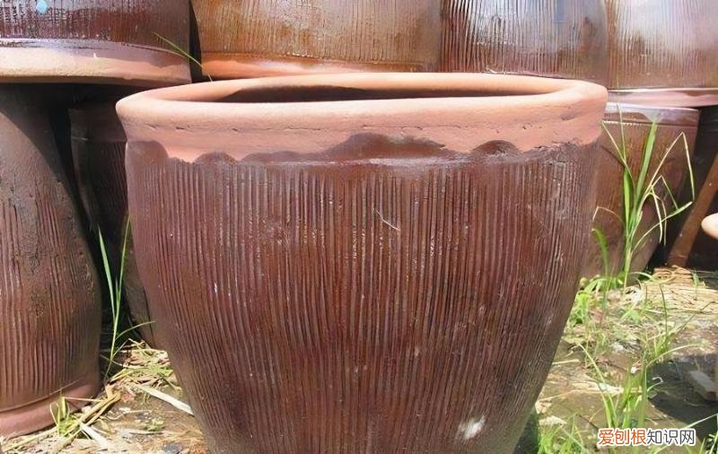 如何使用大水缸种植荷花，如何使用大水缸种植荷花盆