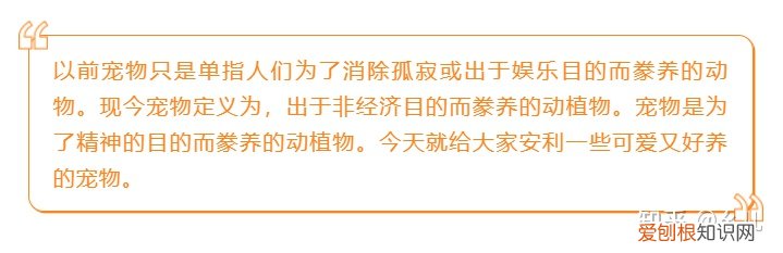 宠物微信公众号，宠物类的微信公众号图文怎样排版可以提高阅读量？