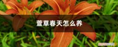 萱草生长环境 萱草春天怎么养