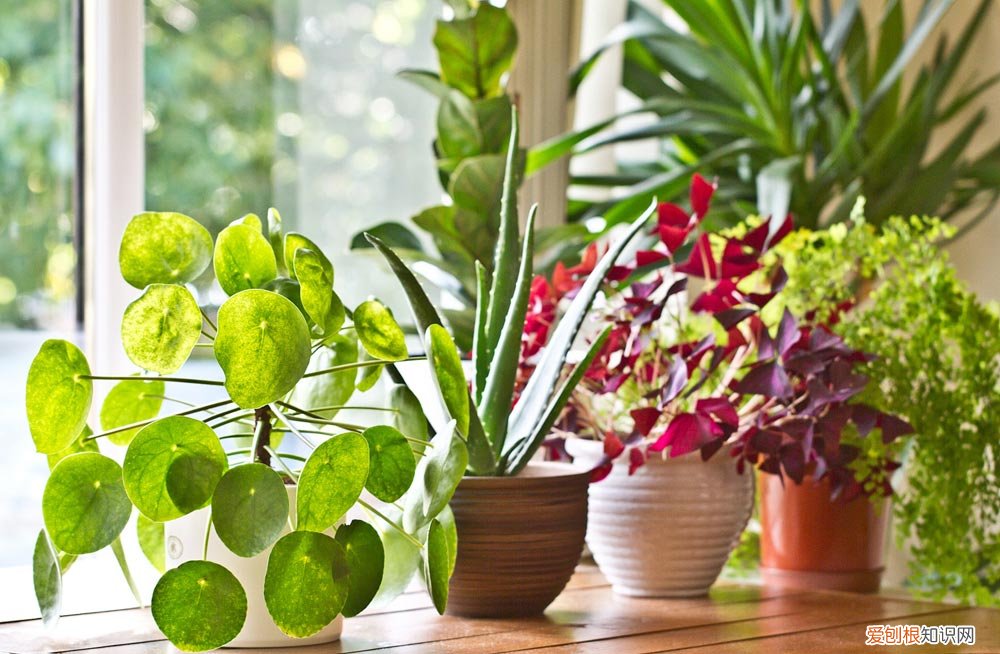 家庭室内适合养什么植物 家庭室内植物怎么养