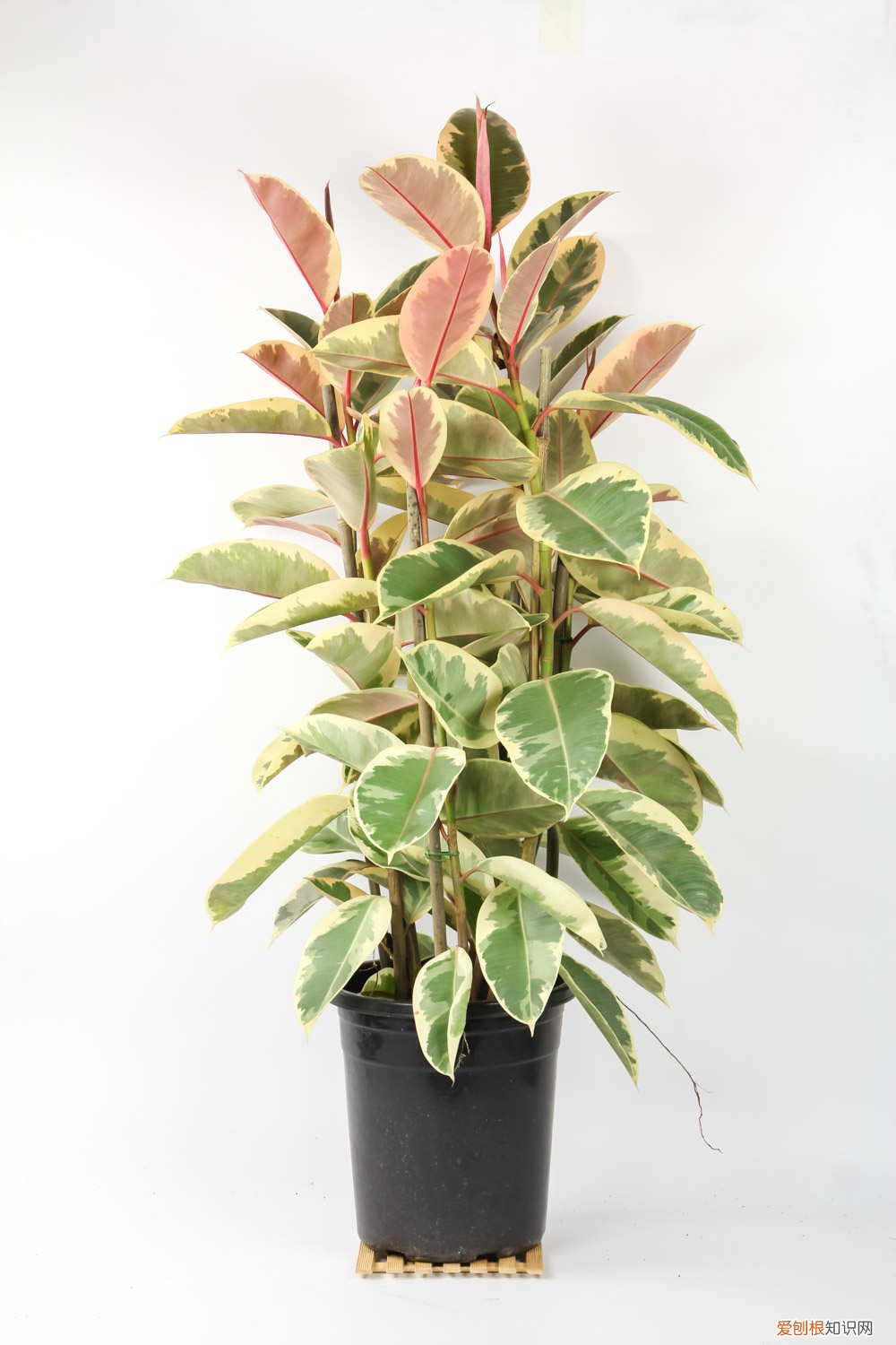 花叶橡皮树怎么养 橡皮树怎么养