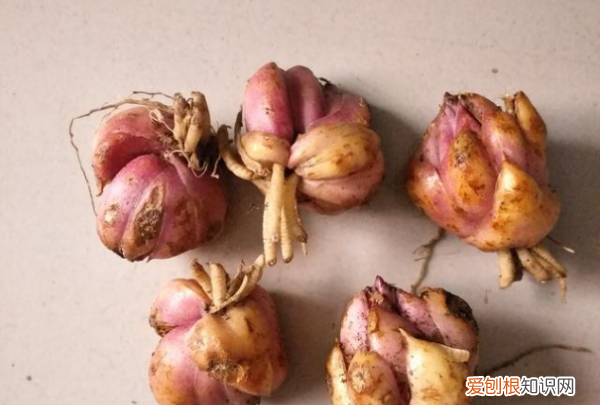 百合花要怎么种植，百合花的种植方法和时间