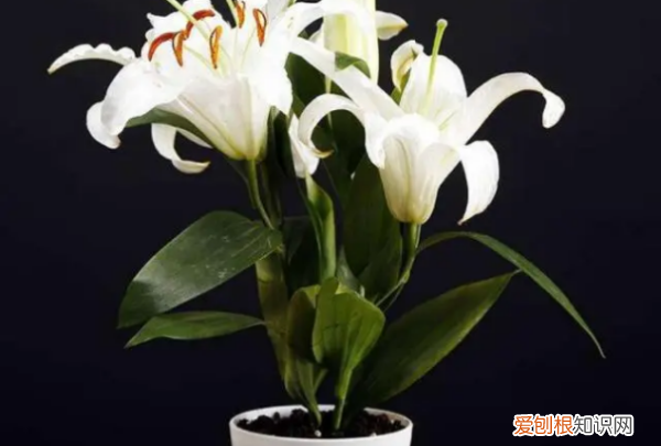 百合花要怎么种植，百合花的种植方法和时间