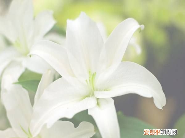 百合花要怎么种植，百合花的种植方法和时间