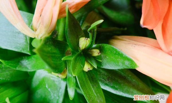 百合花要怎么种植，百合花的种植方法和时间