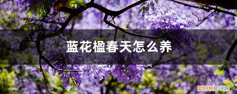 蓝花楹的栽培与养护技术 蓝花楹春天怎么养