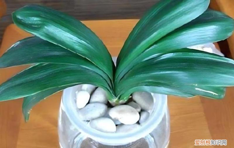 无根君子兰可以在水里生根吗？，君子兰没根放在水里能生根吗
