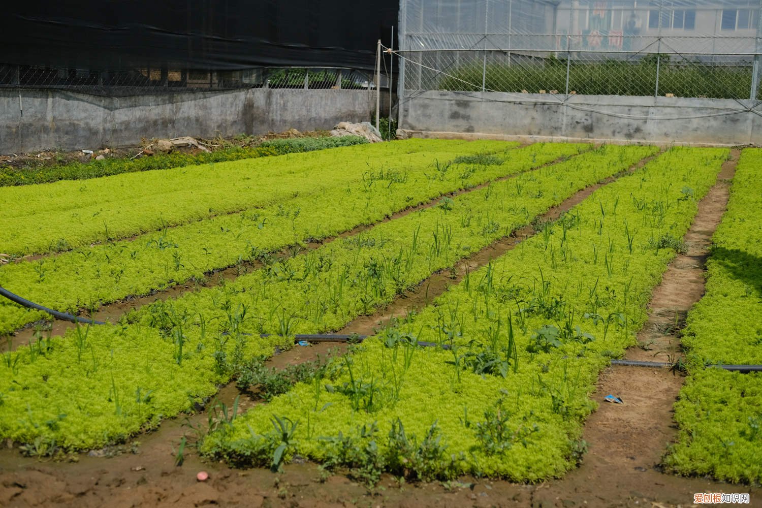 黄金万年草盆栽 黄金万年草冬季怎么养