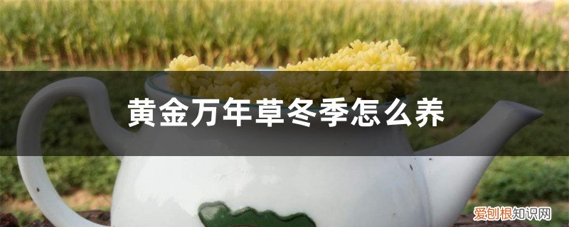 黄金万年草盆栽 黄金万年草冬季怎么养