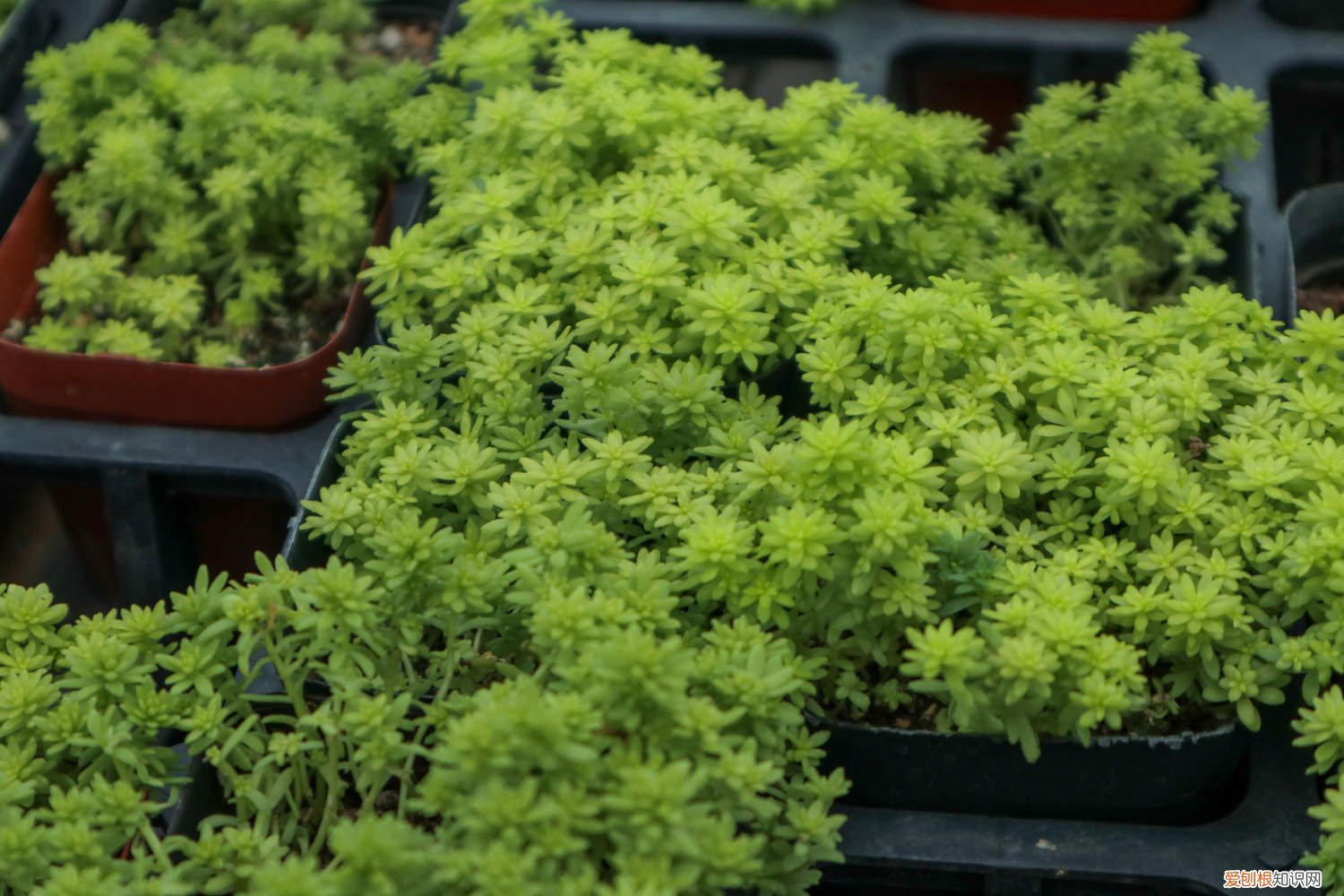 黄金万年草盆栽 黄金万年草冬季怎么养