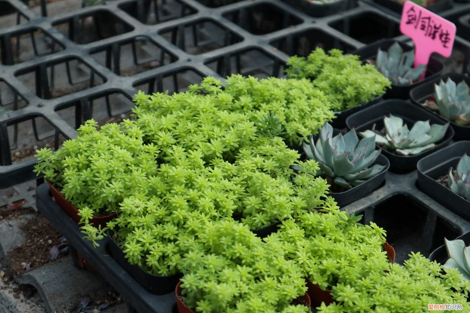 黄金万年草盆栽 黄金万年草冬季怎么养