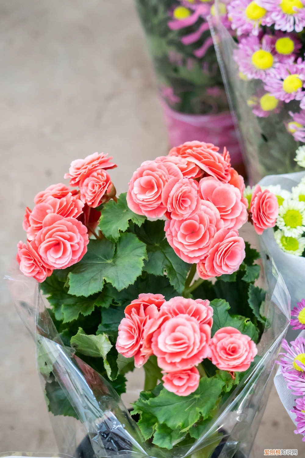 丽格海棠春季养护方法 丽格海棠春天怎么养