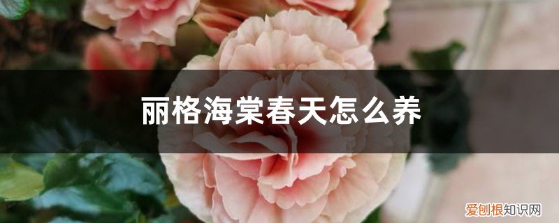 丽格海棠春季养护方法 丽格海棠春天怎么养