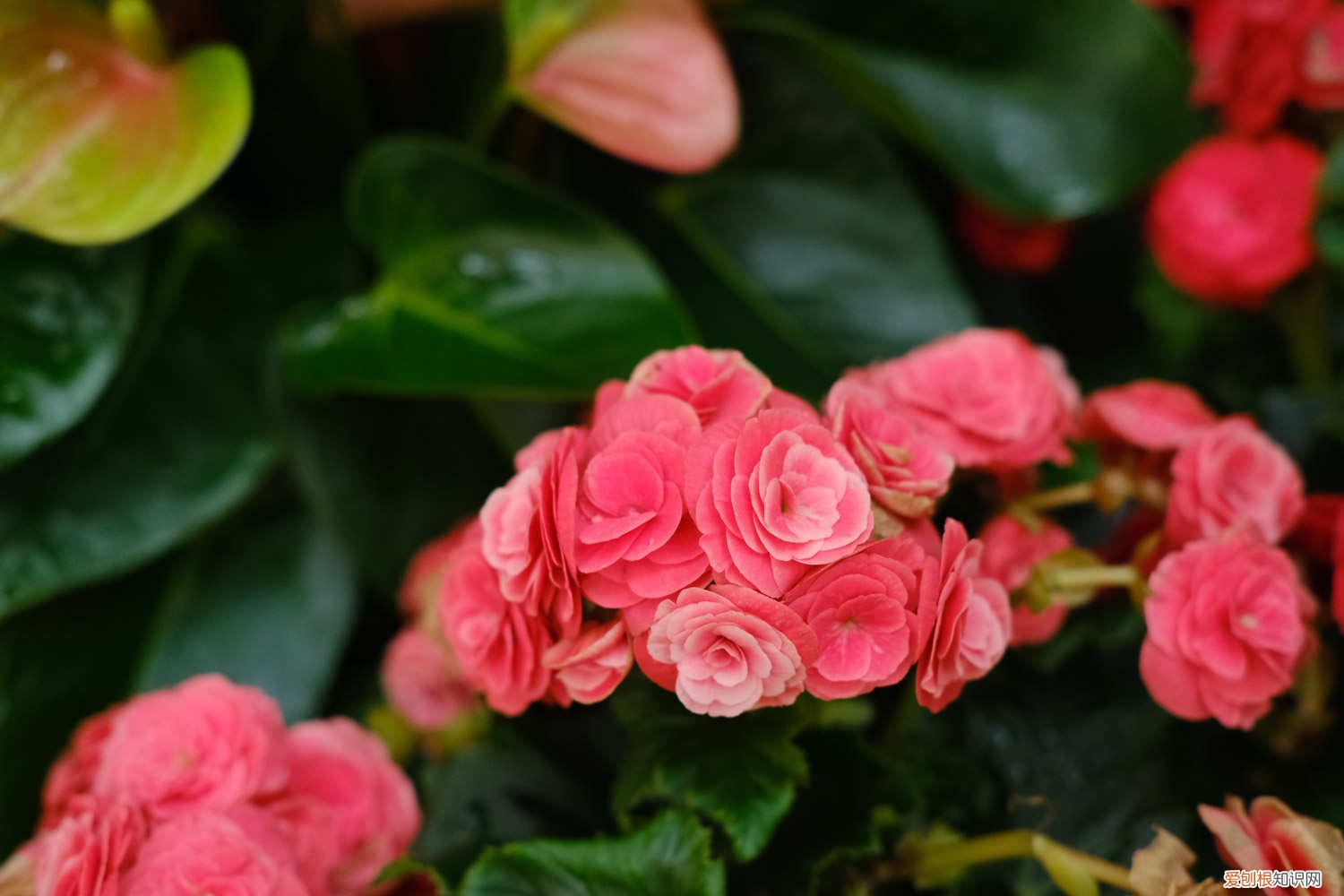 丽格海棠春季养护方法 丽格海棠春天怎么养