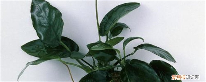 水榕怎么养在鱼缸里 水榕怎么养