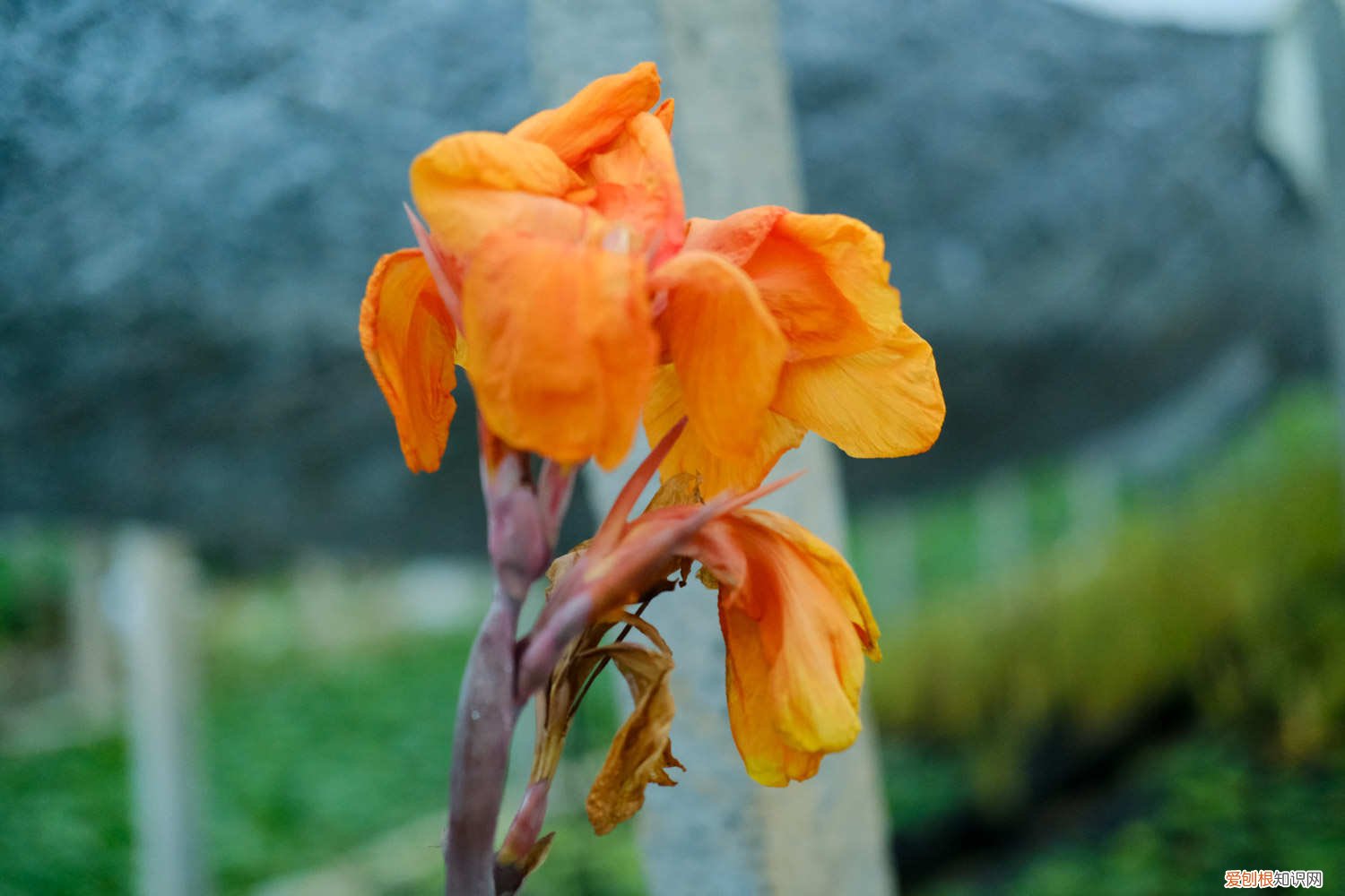 盆栽美人蕉怎样过冬 美人蕉春天怎么养