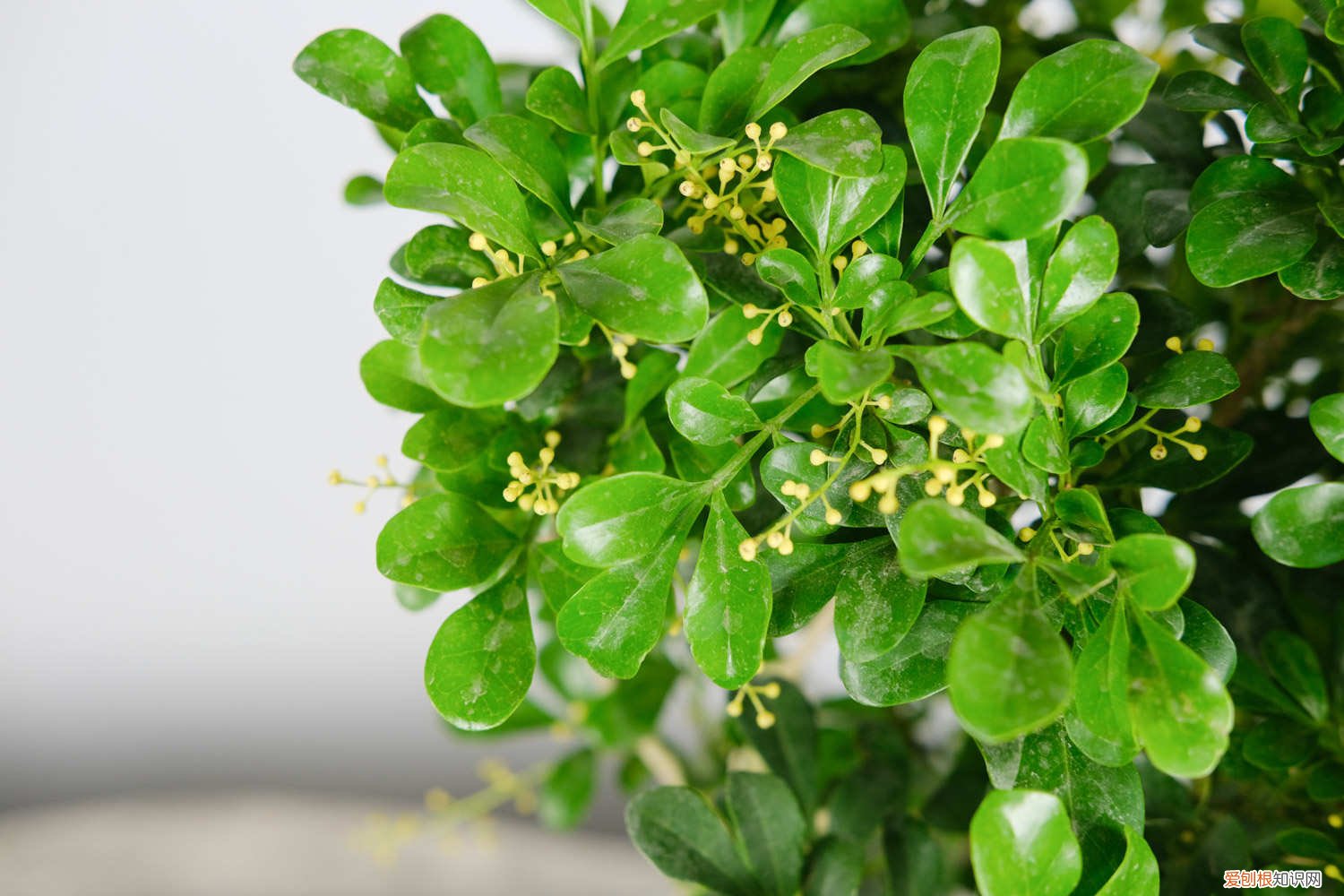 米兰花春季怎么养护 米兰花春季怎么养