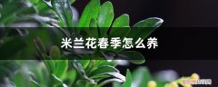 米兰花春季怎么养护 米兰花春季怎么养