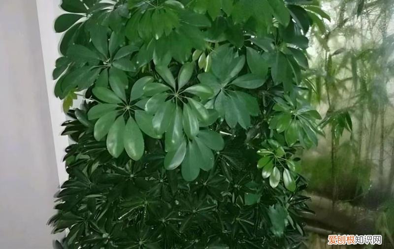 鹅掌柴出现叶尖黄叶斑点还落叶子是什么原因？，鹅掌柴叶子背面长斑