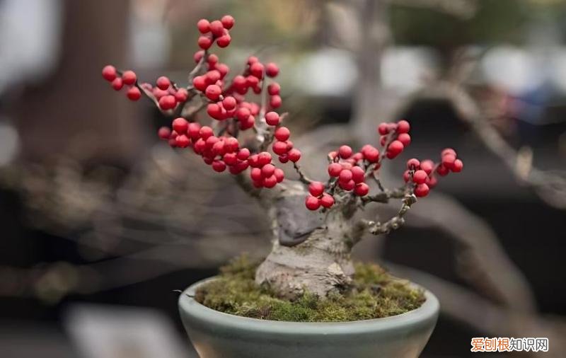 如何使盆景植物不要长高