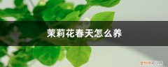 茉莉花春天如何养 茉莉花春天怎么养