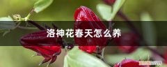 洛神花的养殖方法和技巧 洛神花春天怎么养