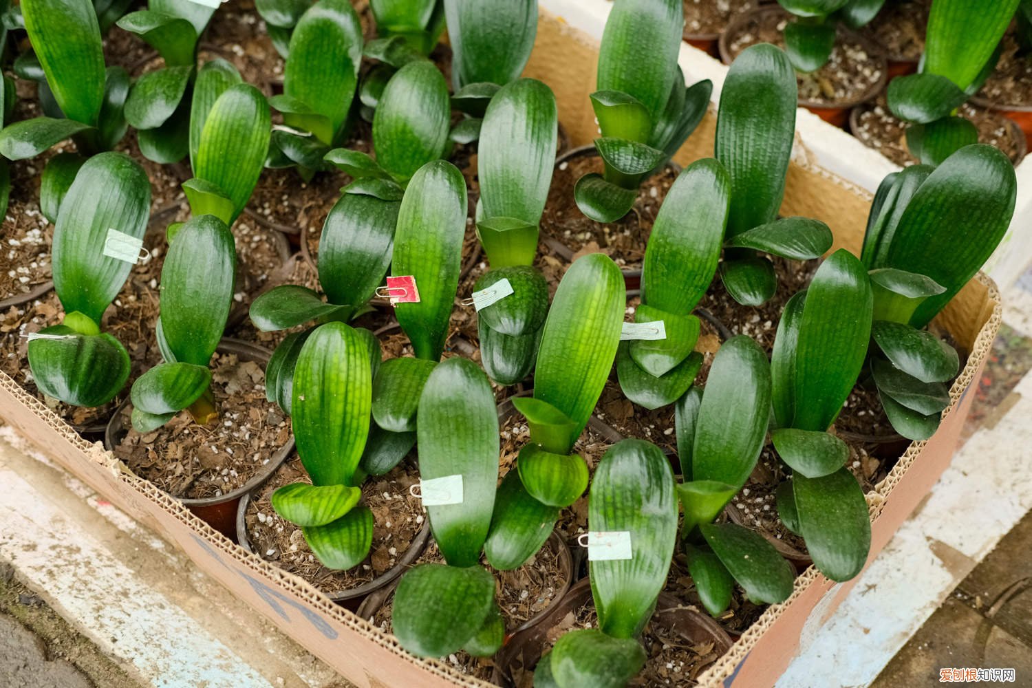 王阿姨今天给玫瑰和君子兰浇水 她家的君子兰，每年春节都开爆，原来浇了这种水！
