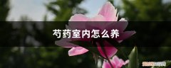 芍药能在室内养吗有什么讲究 芍药室内怎么养