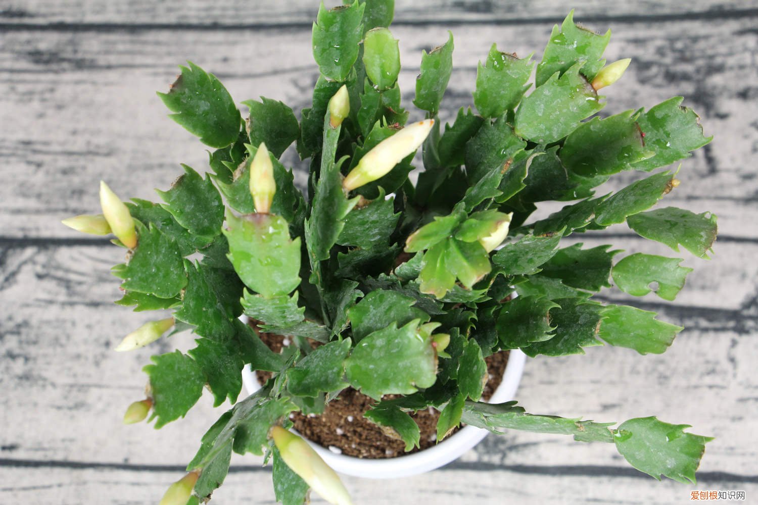 蟹爪兰结花苞后能洒水吗 开花的蟹爪兰，棉签擦一下，结籽千千万，撒土里冒一盆苗！