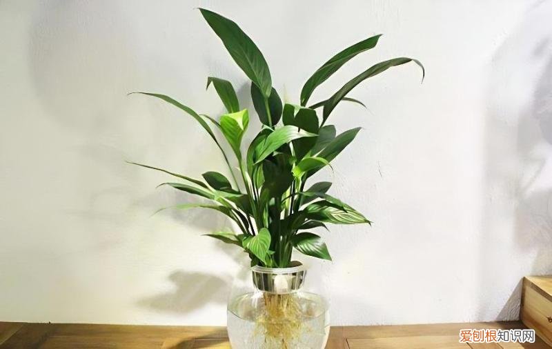 白掌土培改为水培要注意哪些问题，白掌从土培换成水培多久适应