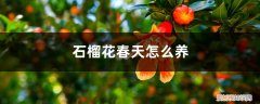 石榴花春天怎么养殖 石榴花春天怎么养