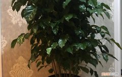 幸福树冬天受冻还能活吗，如何让幸福树安全过冬？，幸福树能不能过冬天