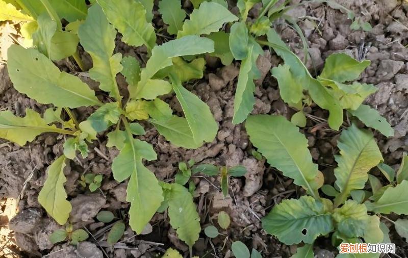 萝卜叶子有些发黄，怎么回事？，青萝卜叶子发黄怎么回事