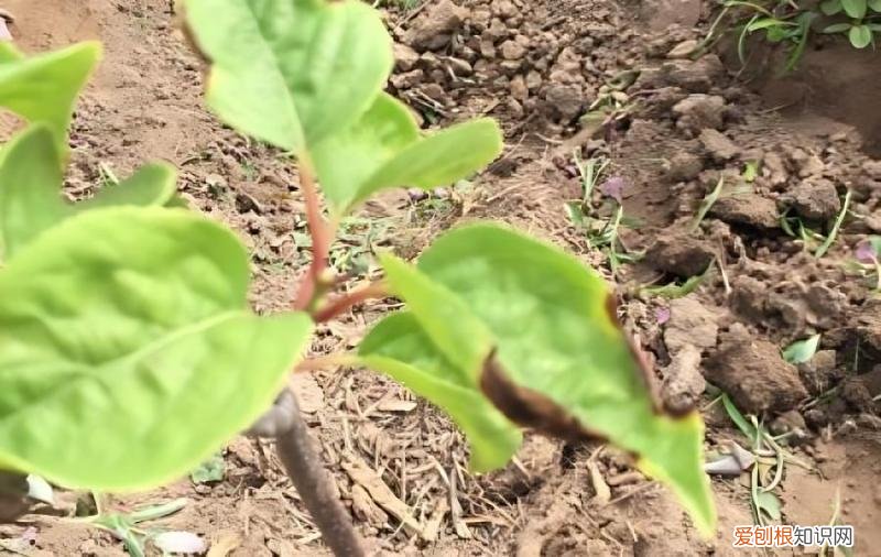 软枣猕猴桃叶片干是怎么回事？，软枣猕猴桃叶子发黄