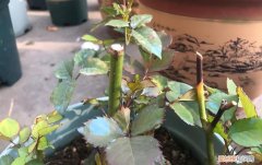 月季黑杆了，有什么办法处理补救？，月季黒杆怎么办