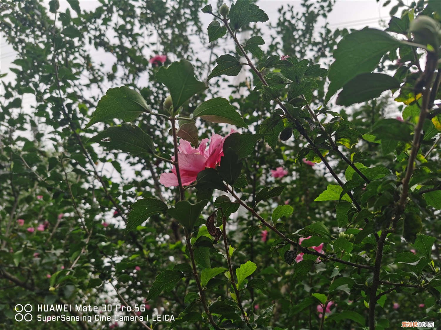 木槿怎么养最好 木槿怎么养