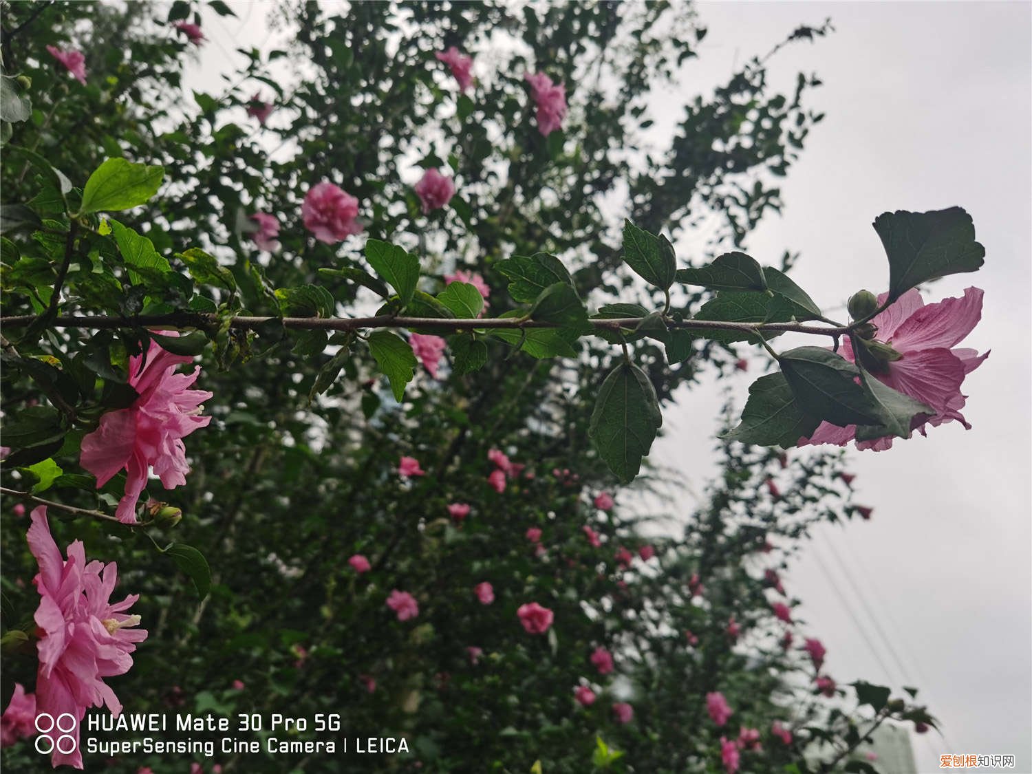 木槿怎么养最好 木槿怎么养