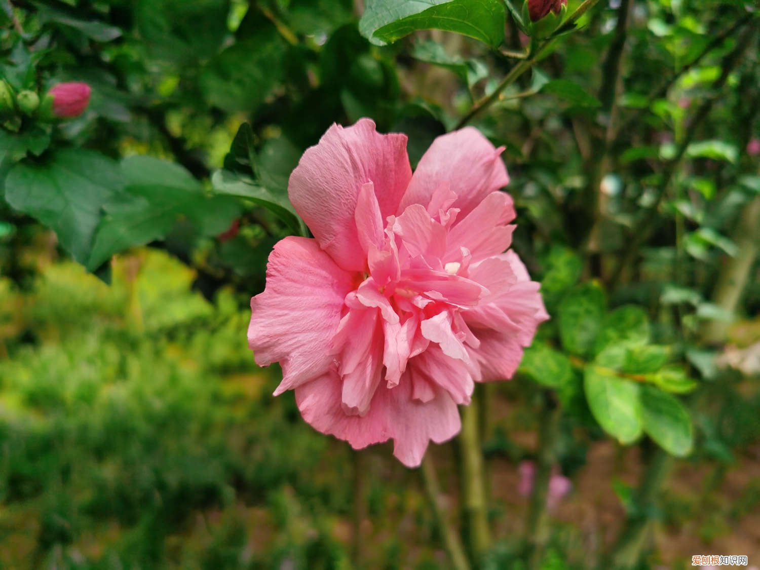 木槿怎么养最好 木槿怎么养