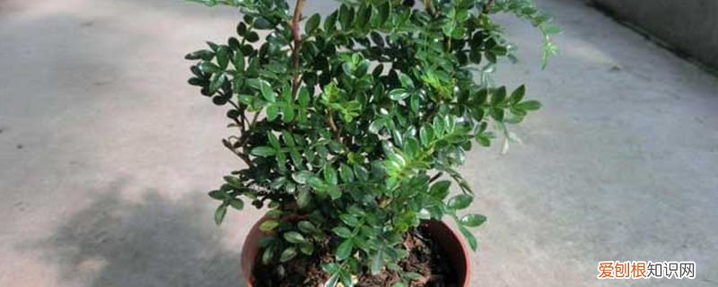 清香木和胡椒木有什么区别