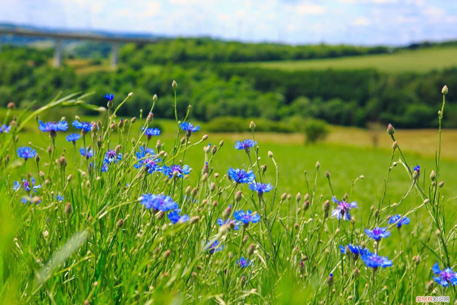矢车菊种植时间和方法 矢车菊春天怎么养