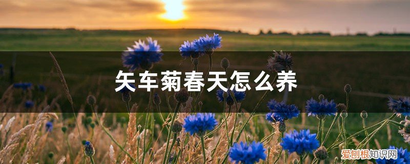 矢车菊种植时间和方法 矢车菊春天怎么养